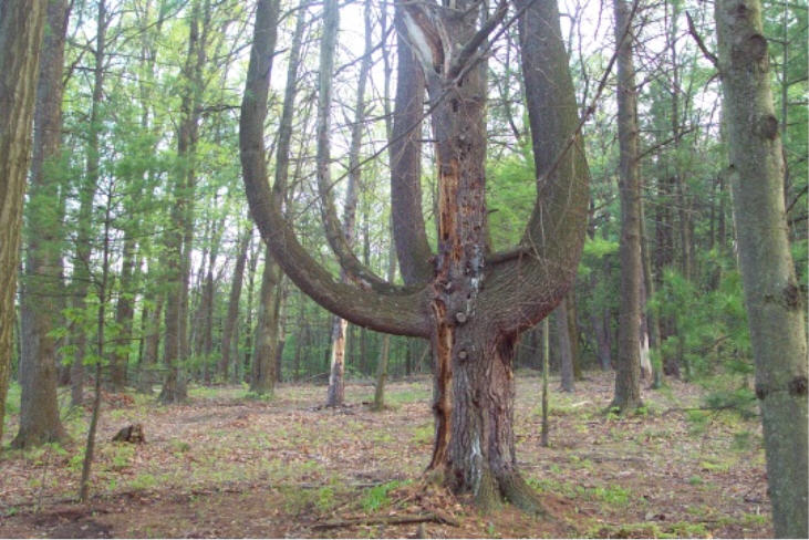 Toftrees