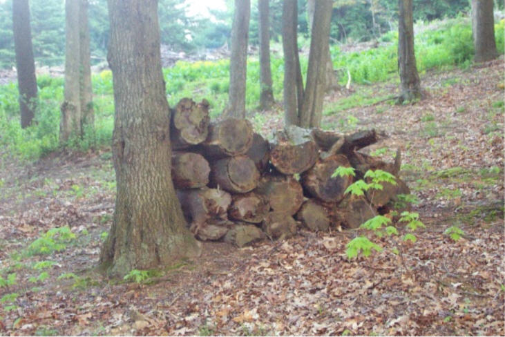 Toftrees