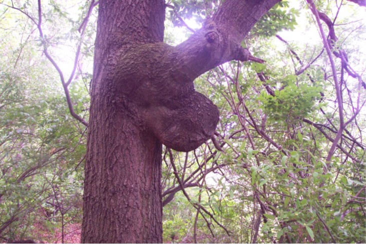 Toftrees